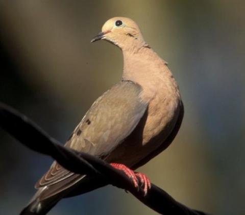 Dove season opened Monday in the Central Zone, which includes Lampasas County. TEXAS PARKS AND WILDLIFE DEPARTMENT | COURTESY PHOTO