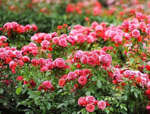Even something as simple as growing flowers has the potential to bring out the hero in each of us. joycesarah mccabe | dispatch record