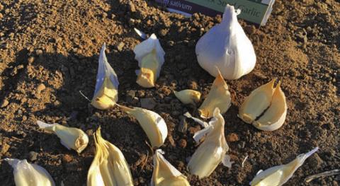 Separate garlic cloves right before planting, and plant the largest cloves with their papery covering. COURTESY PHOTO | MELINDAMYERS.COM