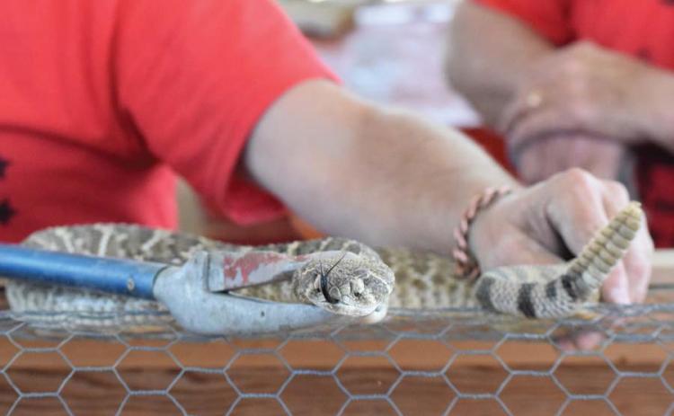 Rattlesnakes are the stars of the Lometa Diamondback Jubilee festival held annually in the spring. Experts are concerned the numbers will be lower this year, as fewer hunters enter the field. file photol | dispatch record