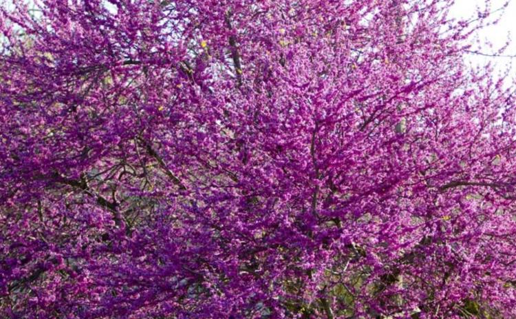 A redbud tree blooms on the west side of Lampasas. Spring has arrived after a winter that, according to Lower Colorado River Authority data, was the coldest in seven years. JEFF LOWE | DISPATCH RECORD