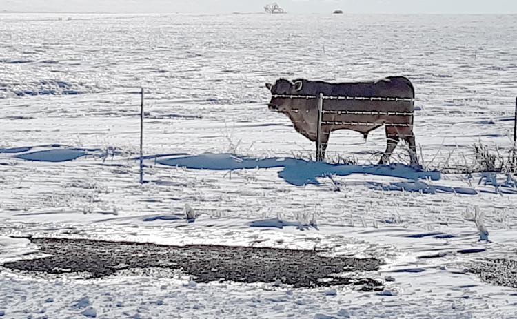 A bull stands in an iced-over field near Briggs.