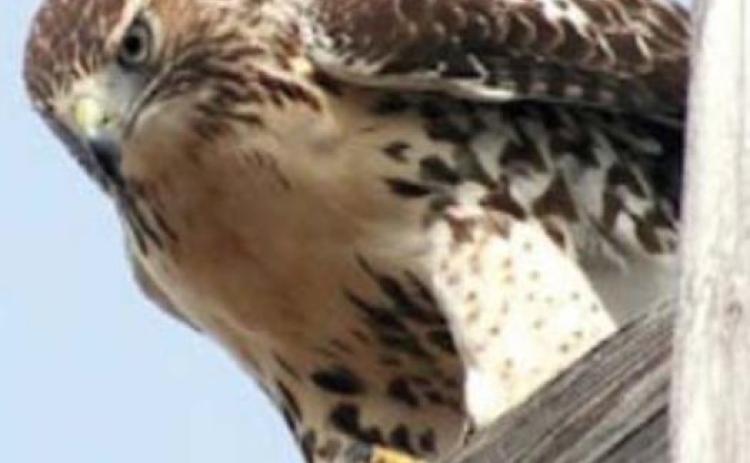 The red-tailed hawk is one that typically can be seen in this area as the birds migrate south. courtesy photo