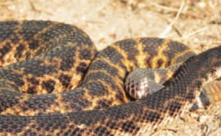 A western diamondback rattlesnake lies coiled on the ground. A Texas A&amp;M AgriLife Extension Service specialist has warned Texans to be alert for snakes during warm weather. FILE PHOTO