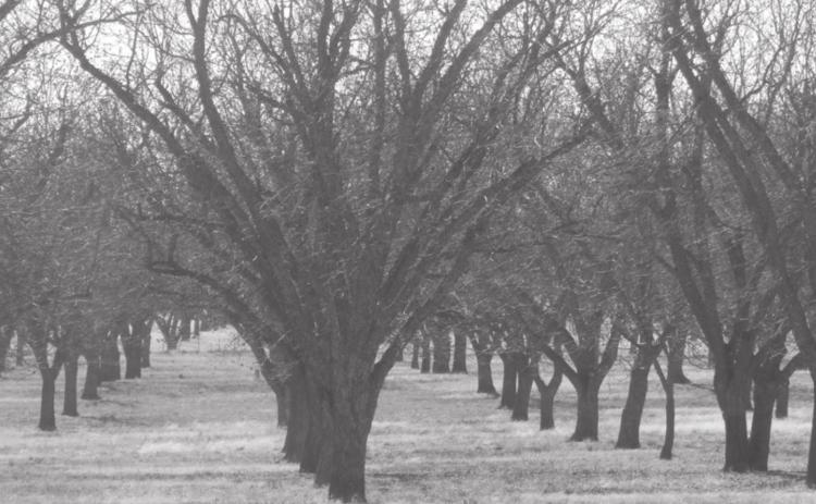 Pecan trees are shown in the B &amp; D Pecan Paradise orchard, west of Lometa on U.S. Highway 190. DIANNA FURLAN | COURTESY PHOTO
