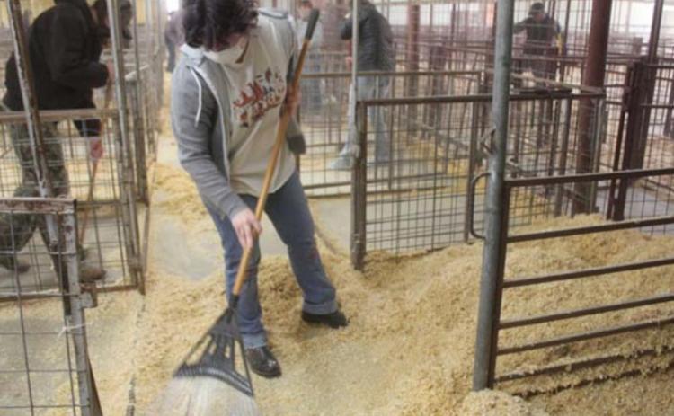 Lampasas High School sophomore Isabella Daugherty rakes wood shavings into a pen at the county show barn on Saturday in preparation for this week’s youth livestock competition. CHRIS YBARRA | DISPATCH RECORD