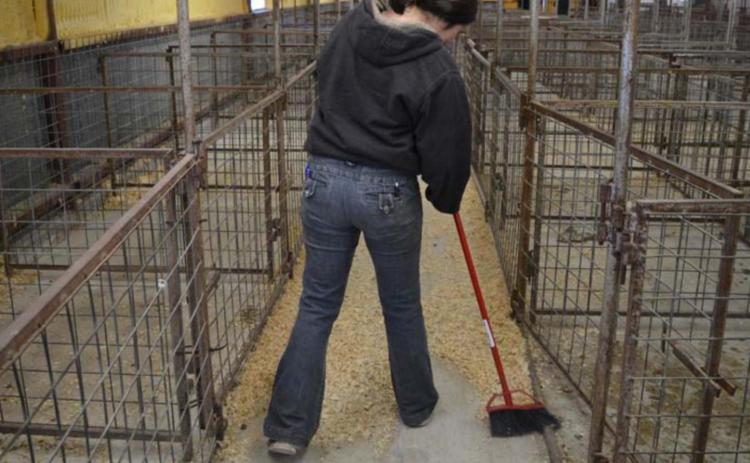 Brandie Garcia, of Lometa FFA, sweeps wood shavings out of the Lampasas County Livestock Association show barn Sunday afternoon in preparation for the annual Lampasas County Youth Livestock Show. The event runs Thursday through Saturday. MASON HINES | DISPATCH RECORD