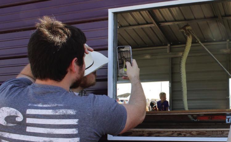 Lometa Diamondback Jubilee attendees will have the chance to get up close and personal with rattlesnakes. FILE PHOTO