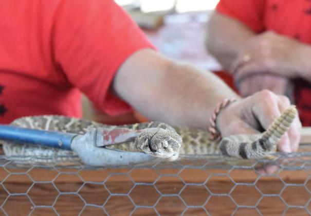Rattlesnakes are the stars of the Lometa Diamondback Jubilee festival held annually in the spring. Experts are concerned the numbers will be lower this year, as fewer hunters enter the field. file photol | dispatch record
