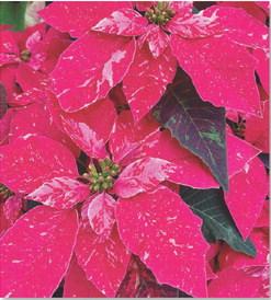 Princettia Sparkling Rouge poinsettia has red bracts with a pink splash pattern. COURTESY PHOTO | WWW.MELINDAMYERS.COM