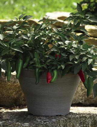 Pot-a-peno is a compact, high-yielding jalapeño pepper variety bred for growing in containers and hanging baskets. COURTESY PHOTO | ALL-AMERICA SELECTIONS