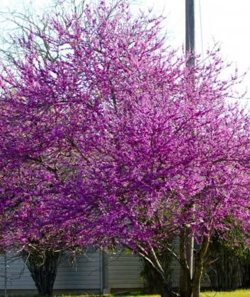 A redbud tree blooms on the west side of Lampasas. Spring has arrived after a winter that, according to Lower Colorado River Authority data, was the coldest in seven years. JEFF LOWE | DISPATCH RECORD