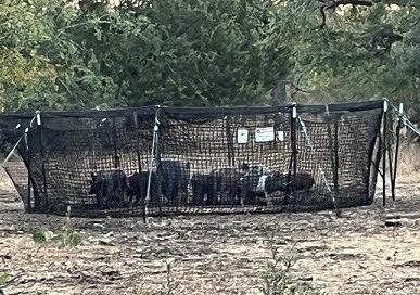 The trap holds captured pigs for disposal by landowners. The entire system can be rented for 30 days for a fee of $250. COURTESY PHOTO | HILL COUNTRY SWCD