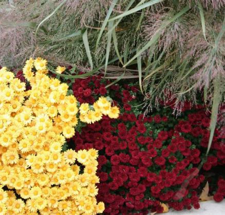 Colorful mums for all gardens and containers