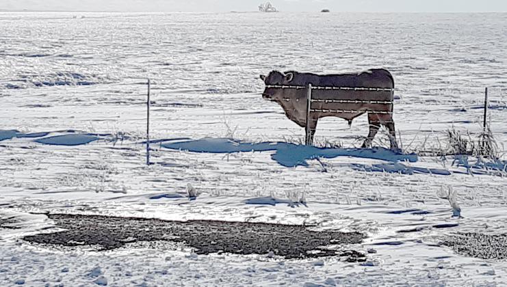 A bull stands in an iced-over field near Briggs. 