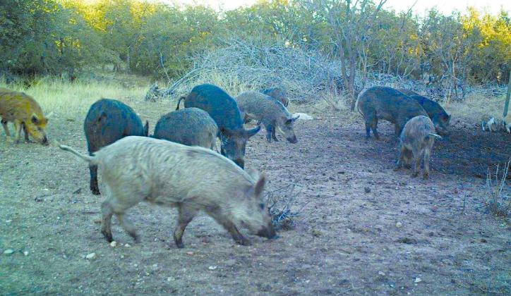 Feral hogs cause an estimated $230 million in agriculture damage annually in Texas. | Dispatch Record file photo