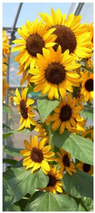 Sunflower Concert Bell 5 grows 10-12 flowers on each stem. COURTESY PHOTO | ALL-AMERICA SELECTIONS