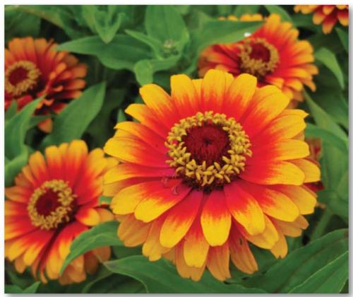 Zowie! Yellow Flame is a semi-tall zinnia with a unique bicolor pattern of blooms with scarlet-rose center and yellow petal edges. COURTESY PHOTO | ALL-AMERICA SELECTIONS
