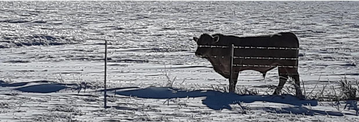 A bull stands in a lonely, iced-over field on U.S. Highway 183 about 20 miles south of Lampasas. JEFF LOWE | DISPATCH RECORD