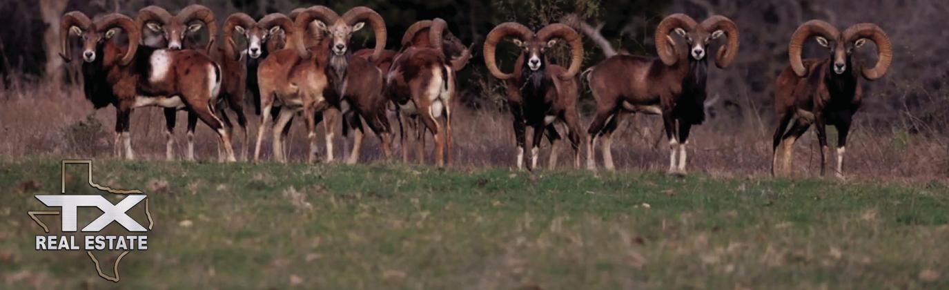 COURTESY PHOTO The recently sold Smith Ranch straddling the Lampasas-Burnet county line is home the massive Smithberg ram, a crossbreed developed on-site. Exotic games also roam the property.