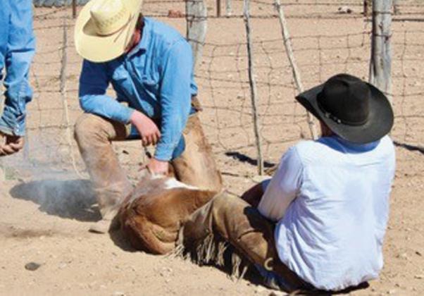 Cowboy Sage Morris administers routine vaccinations to a calf during a fall work session. As new FDA regulations are set to go into effect in June, vaccinations will become even more important in reducing the possibility an antibiotic will be needed for maintaining herd health. Starting this summer, cattle producers must have a prescription from a veterinarian to access antibiotics that historically have been available over the counter. joycesarah mccabe | dispatch record