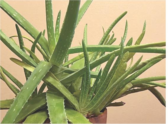 Aloe vera plants grow best in sunny windows away from cold drafts. COURTESY PHOTO | MELINDAMYERS.COM