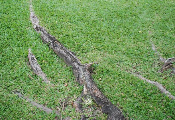 Surface roots erupt through the soil surface and extend beyond the tree trunk. COURTESY PHOTO | MELINDAMYERS.COM