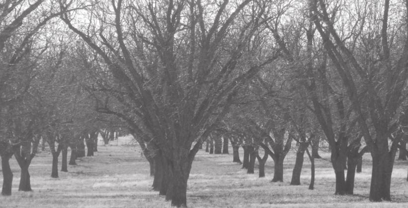 Pecan trees are shown in the B &amp; D Pecan Paradise orchard, west of Lometa on U.S. Highway 190. DIANNA FURLAN | COURTESY PHOTO