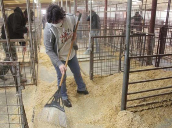 Lampasas High School sophomore Isabella Daugherty rakes wood shavings into a pen at the county show barn on Saturday in preparation for this week’s youth livestock competition. CHRIS YBARRA | DISPATCH RECORD