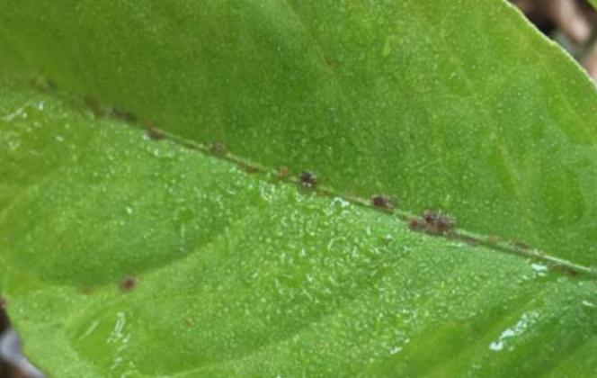 Scale insects may be dining on your houseplants if you notice a sticky substance on its leaves and bumps on the upper and lower surface of the plant’s leaves and stems. MELINDAMYERS.COM | COURTESY PHOTO