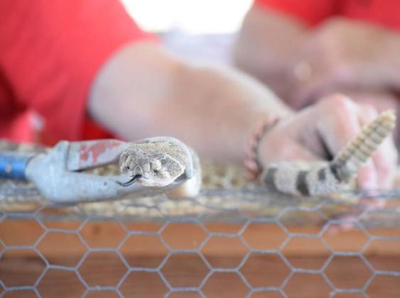 Rattlesnakes are caught and measured during the annual Diamondback Jubilee in Lometa. This year’s event is set for the March 24-25 weekend. FILE PHOTO