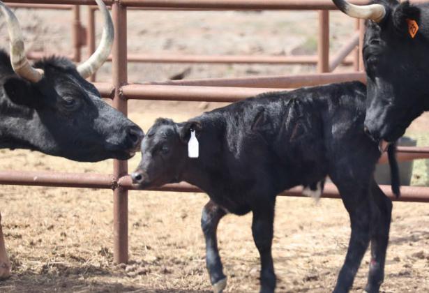 A mother cow greets her calf after it has been worked. Even though cattle populations have been stymied by drought and other factors, recovery is possible for those willing to persevere. joycesarah mccabe | dispatch record