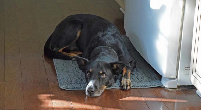 On a December day with subfreezing temperatures in Texas, this dog seeks comfort from chilly hardwood floors by resting on a kitchen mat. Pets should be brought inside if possible during cold weather, Lampasas Animal Shelter officers said. If that is not feasible, owners should offer them shelter that protects from wind and rain. Alexandria Randollph | Dispatch Record