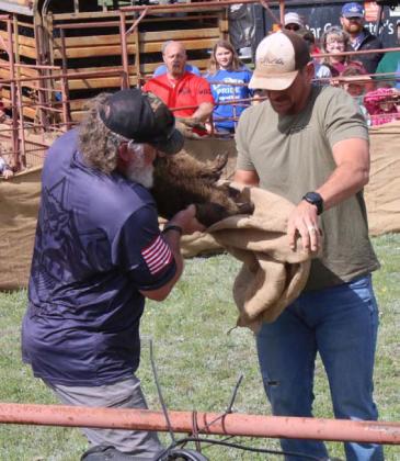 Clayton Shaw, left, and Eric Malmin flipped the script on this swine to finish in fourth place during the 2024 hog sacking event. MASON HINES | LAMPASAS DISPATCH RECORD