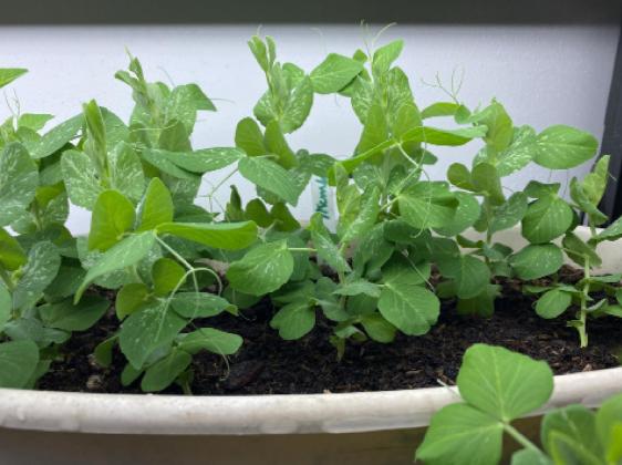 Dwarf sugar snap peas sprout and grow well under artificial lights. Harvest the pods when they reach the size you prefer.. COURTESY PHOTO | MELINDAMYERS.COM