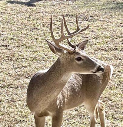 Many hunters will be seeking a buck when they head to the deer blind or stand in the upcoming weeks. There is a five-deer limit in Lampasas County, with no more than two bucks harvested by a licensed hunter. Antler restrictions do apply. PATSY STONEHAM | COURTESY PHOTO