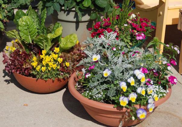 The right potting mix will help ornamental and edible plants thrive. COURTESY PHOTO | MELINDAMYERS.COM