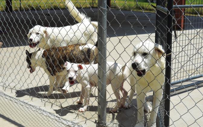 The Lampasas Animal Shelter is offering free adoptions of dogs through Sunday as the shelter battles a heavy influx of canines in its care. ERICK MITCHELL | DISPATCH RECORD