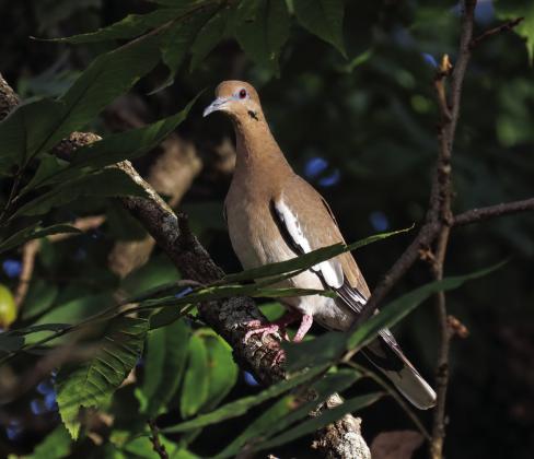 The first half of dove season in Lampasas County wraps up on Sunday. KAYE MCDANIEL | COURTESY PHOTO