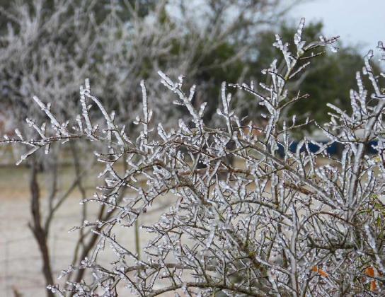 Frozen precipitation can be seen covering this bush on a Lampasas County residence. MEGHAN JAMES | COURTESY PHOTO