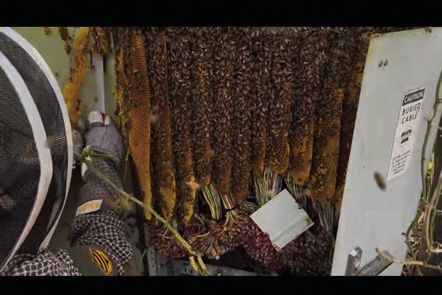 COURTESY PHOTO | LUCY MCCARVILLE A bee colony had completely taken over this water heater cavity -- a situation that prompted Lucy McCarville to become a bee relocator. She now has five established hives she is managing after she acquired them through removal.