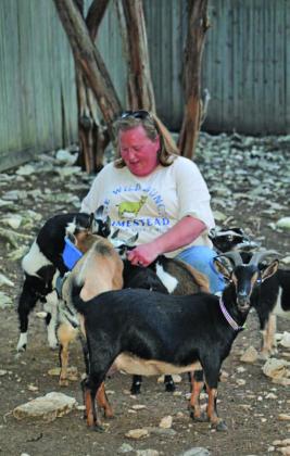 Anelicia Cheney-Campbell finds herself surrounded by several of her Nigerian Dwarf goats. Each goat eventually will be part of the milking herd at The Wild Bunch Homestead, where Cheney-Campbell produces soaps, lotions and other products from goat’s milk. JOYCESARAH MCCABE | DISPATCH RECORD