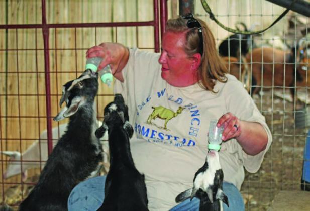 Anelicia Cheney-Campbell feeds three of her Nigerian Dwarf goats. All three were born at Cheney-Campbell’s homestead and will be bottle-fed until weaned. JOYCESARAH MCCABE | DISPATCH RECORD