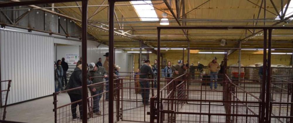 Members of various Lampasas County FFA organizations set pens in the show barn Sunday afternoon to prepare for the countywide youth livestock show. MASON HINES | DISPATCH RECORD