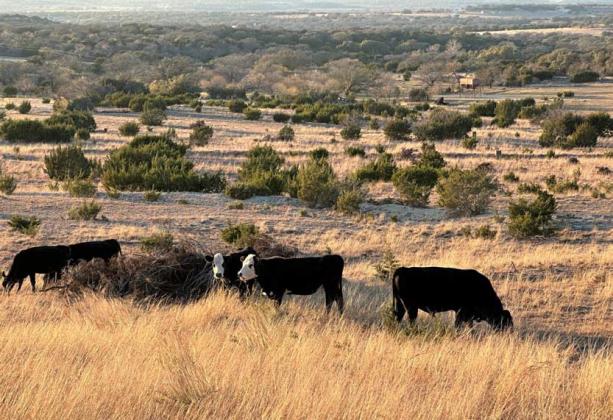 Cattle graze on native grasses at Mule Step, a ranch in Lampasas County. Cattle continue to rank as the top commodity in Texas, with a market value representing $12.3 billion, according to the Texas Department of Agriculture. JOYCESARAH MCCABE | DISPATCH RECORD