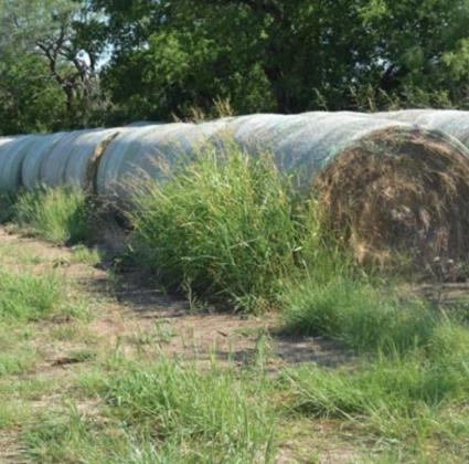 Limited hay production is a constant reminder of the continuing drought across Texas. MONIQUE BRAND | DISPATCH RECORD