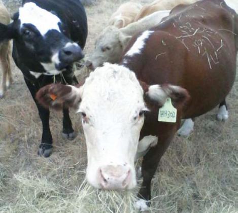 U.S. beef producers have grappled with adverse weather, changing trade policy and high input costs, but consumer demand has remained relatively strong. file photo