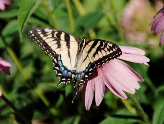 Pollinators, like this swallowtail butterfly on a coneflower, will help boost your garden’s productivity. courtesy photo | melindamyers.com