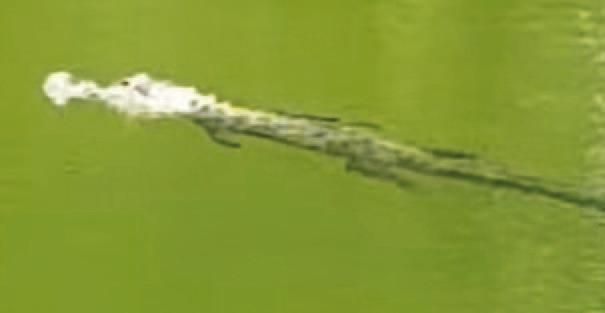 This photo was posted on Facebook by a Kempner-area resident who recently spotted an alligator in the Lampasas River. SCREENSHOT | BOBBY EVANS FACEBOOK