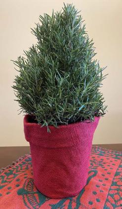 COURTESY PHOTO | MELINDAMYERS.COM A rosemary topiary offers attractive foliage for holiday décor, a pleasant pine aroma and herbs for holiday meals.